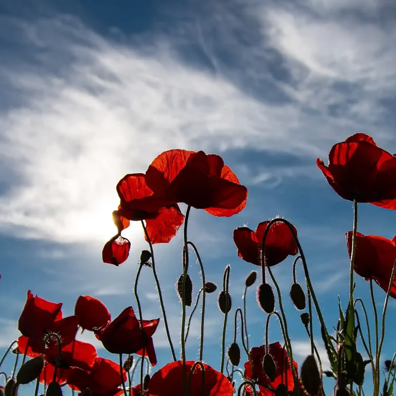 g7Ad8BFvRn2qPb2ZZpX0@responsive-2400