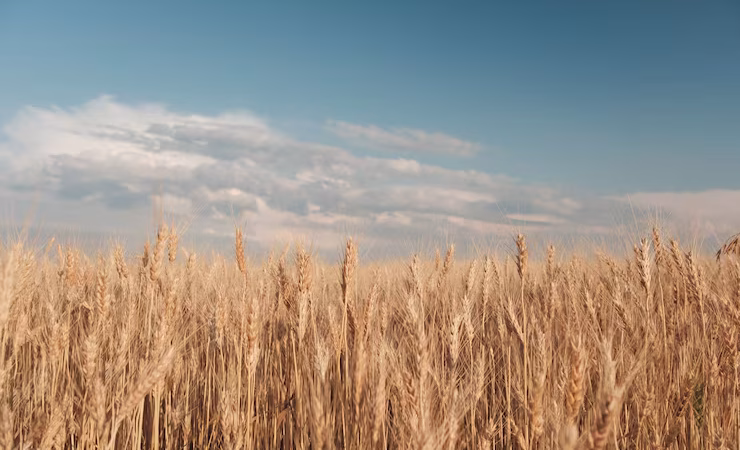 golden-wheat-field_158595-3341